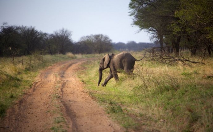 Бегущий слон — National Geographic Россия