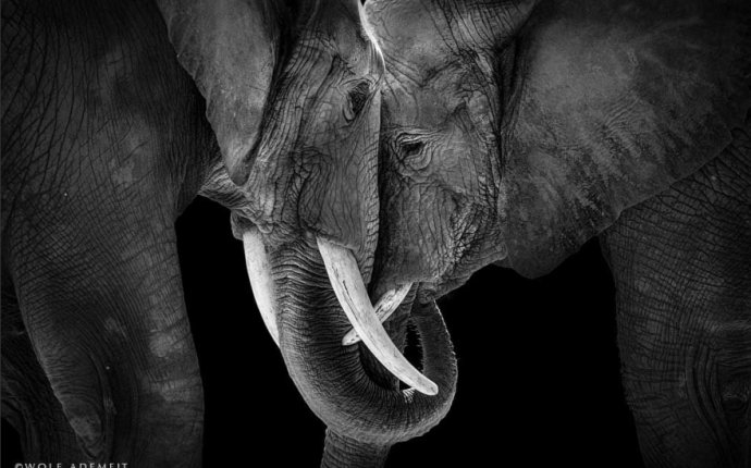Цепляет за душу: искренняя любовь и преданность слонов - фото