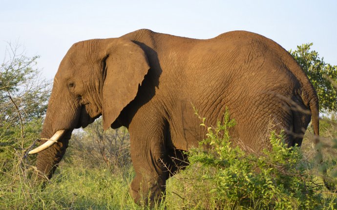 Что Едят Слоны - Полный обзор