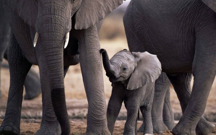 Как размножаются слоны :: брачный период у слонов :: Животные