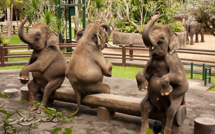 Катание на слонах на Бали