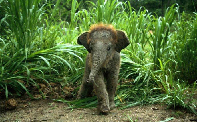 Красивые и интересные фотографии слонов