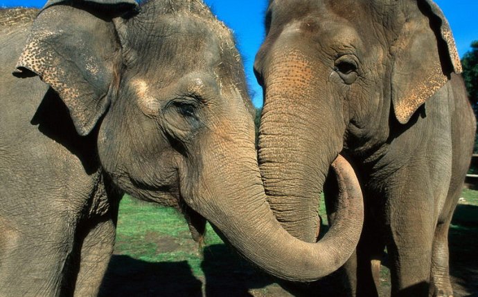 Любовь слонов » Фото животных, фотографии животных