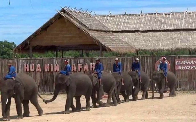 Отзыв про Парк Хуа Хин Сафари (Таиланд, Хуа Хин): Слоны приносят