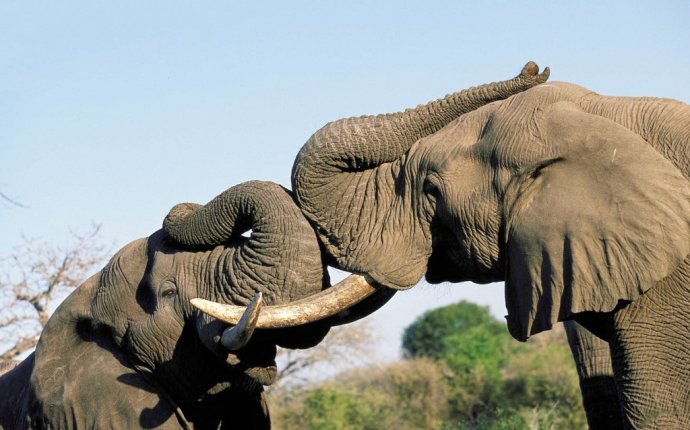 Почему индийский и африканский слоны - разные?