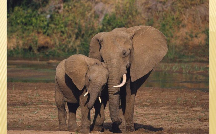 Презентация на тему: Популяция. Африканские слоны - род