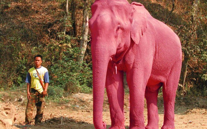Розовые слоны оказываются бывают. | Абсолютная Истина