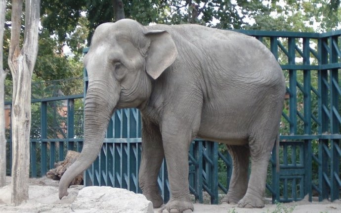 Сколько в России стоит слон? » Логотип