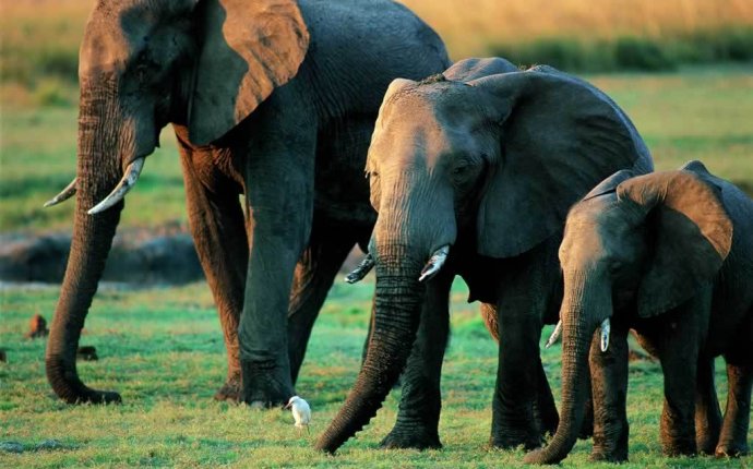 Слоны - Последние новости : Rodina.news