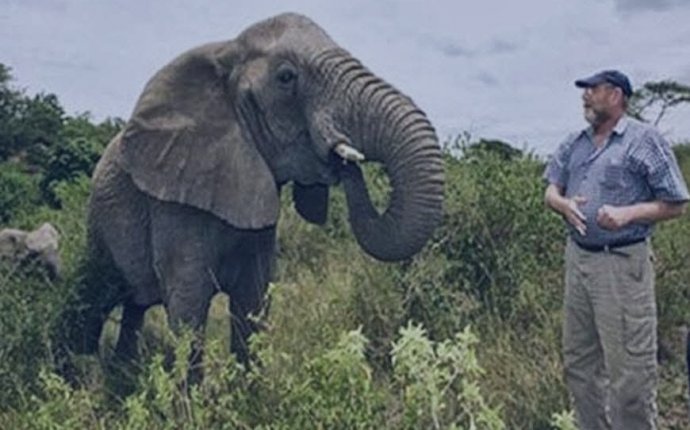 слоны - Самое интересное в блогах