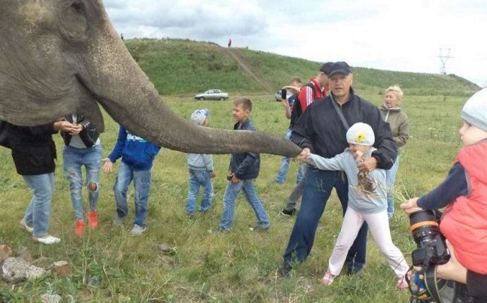Танцующий слон гуляет по Магнитогорску » Поликсал.ру - Только