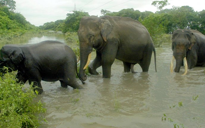 В Индии дикие слоны устроили бойню на ферме // НТВ.Ru