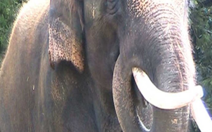 В корейском зоопарке есть говорящий слон