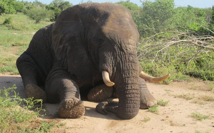 В Сомали впервые за 20 лет пришел слон | Краткие новости