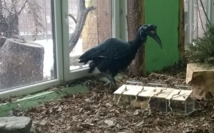 В зоопарке Калининграда устроили воронам тест на IQ