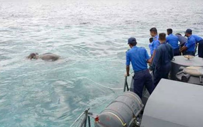 ВМС Шри-Ланки спасли унесённого в море слона - «Life.ru