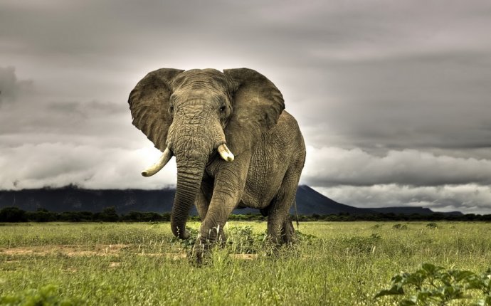Факты о Слонах