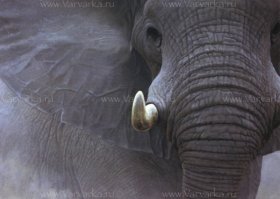 Африка Слон