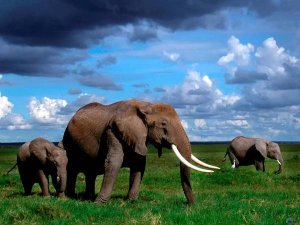 Африканские слоны (Loxodonta africana), фото дикие животные фотография хоботные