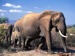 Африканские слоны (Loxodonta africana), фото хоботные слоны фотография