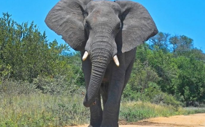 Африканские Слоны