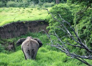 Африканский слон (Loxodonta africana), фотографии хоботные фото