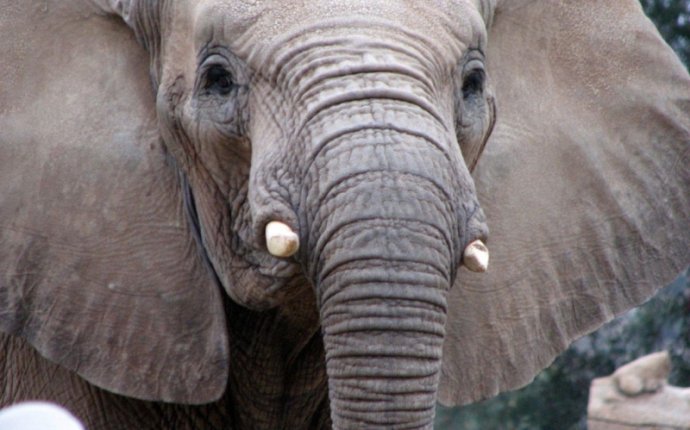 Голова Слона