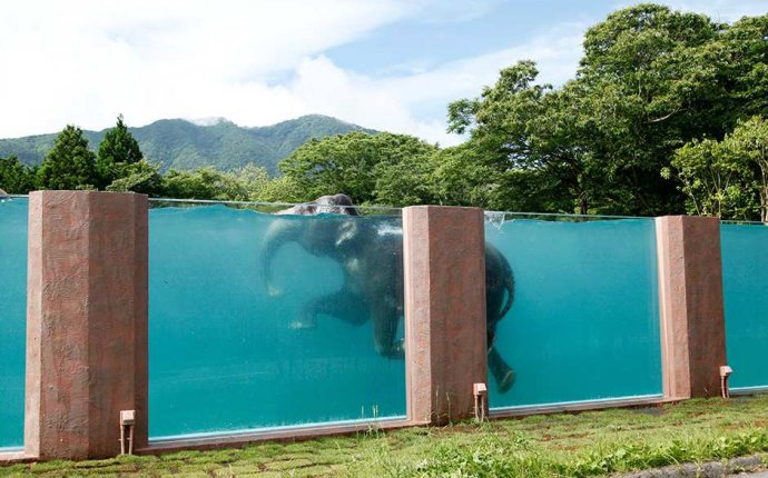Слоны Умеют Плавать