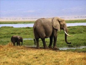 Что едят Слоны
