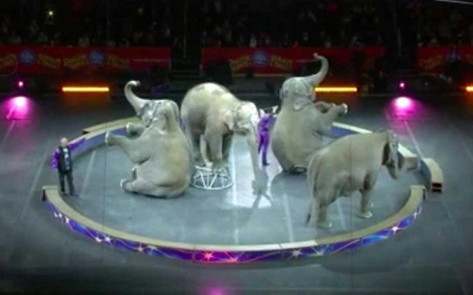 Цирк со Слонами