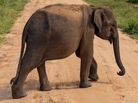 Цирковой слон устроил переполох в индийском городе Пуна (штат Махараштра). Утром в среду, 7 сентября, дрессировщики повели животное купаться, но оно порвало веревочный трос и вырвалось на волю