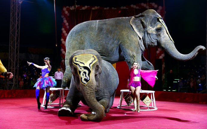 Шоу Индийских Слонов Цирк