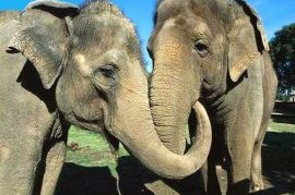 Дружба слонов