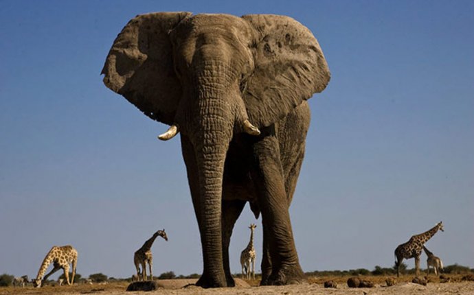 Максимальная Высота Африканского Слона в Плечах