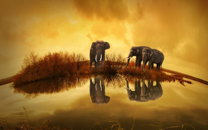 Картинки со Слоном