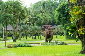 Парк слонов на Бали (Elephant Safari Park)