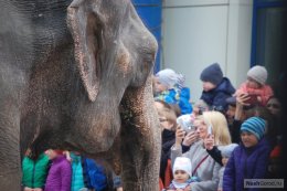 По улице слонов водили: артисты-великаны вышли к тюменцам (ФОТО) 2