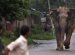 Нападение Слонов