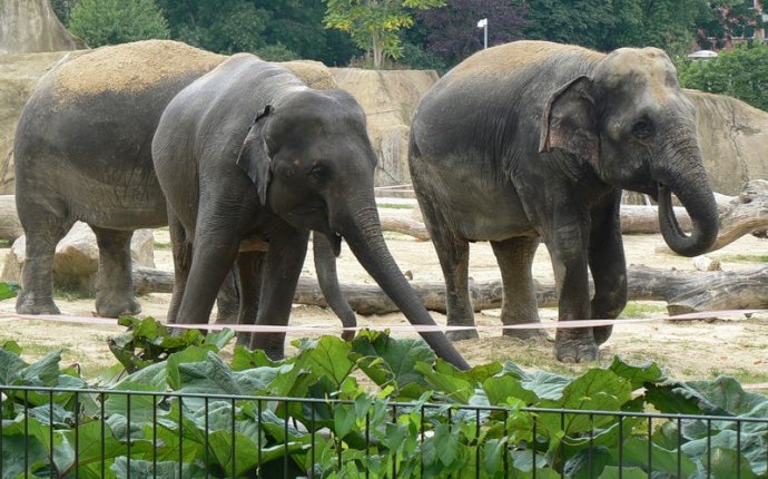 Слон в Зоопарке