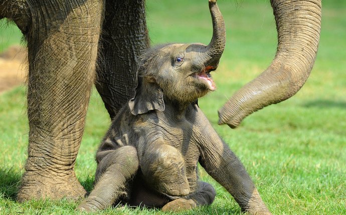Беременность у Слонов