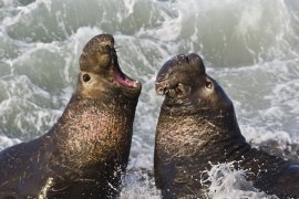 Самцы северного морского слона во время брачного боя