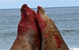 Самцы южного морского слона в кровавом поединке