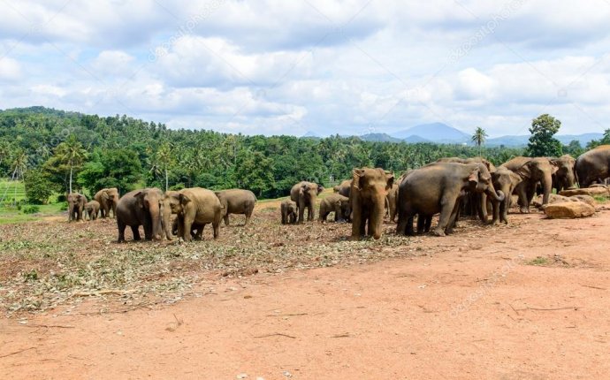 Шри Ланка Слон