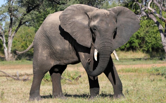 Самый Большой Слон в Мире