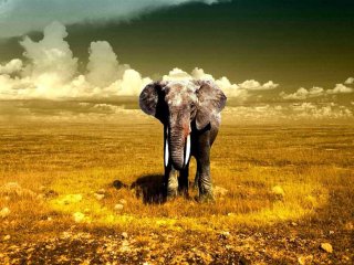 Слон. Фото