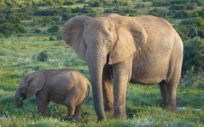 Слон и Слоненок