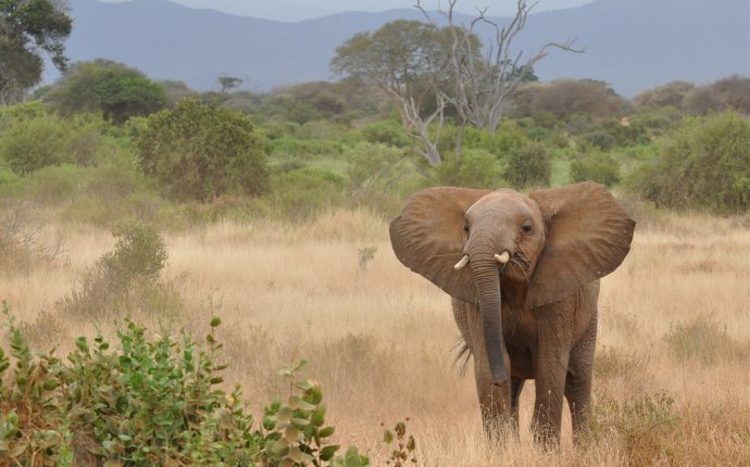 Сколько Живет Слон