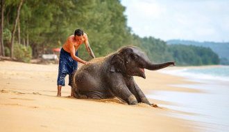 Слон - священное животное и символ Тайланда
