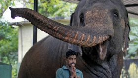 Слон в Национальном зоологическом саду Шри-Ланки