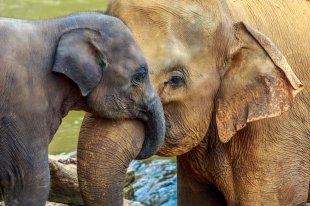 слоненок с матерью